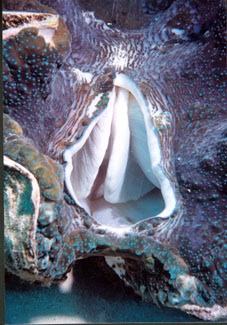 clam