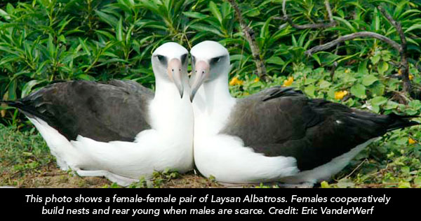 same-sex-animals